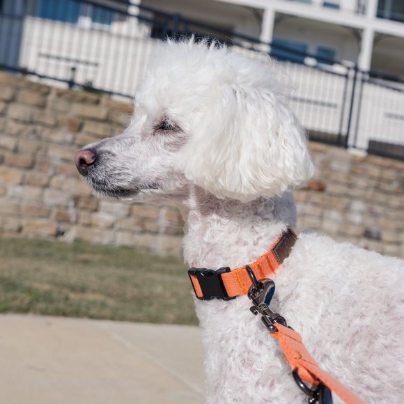 Lof Red Classic Dog Collar (S/M/L) - Picture 6 of 7